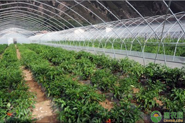 大棚蔬菜冬季施肥的注意事项